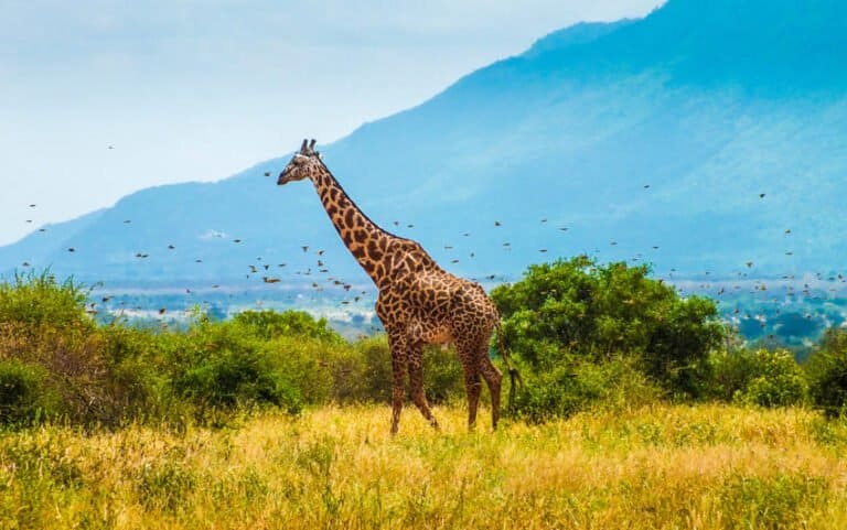 Best Hostels in Nairobi